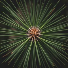 Fototapeta premium Extreme view shows radial pattern of evergreen needles surrounding a central bud structure
