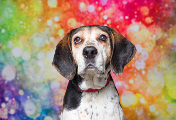 Cute dog on an isolated background studio shot
