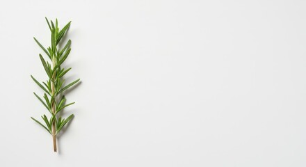 Naklejka premium Single sprig of fresh green herb positioned on the left side of a bright white background