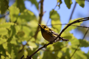 Townsend's warbler 