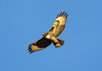 red-tailed hawk 