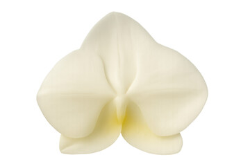 White phalaenopsis orchid flower blooming, elegant isolated blossom on transparent background