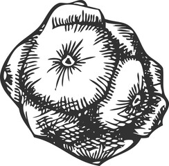 Cypress cone engraved hand drawn vector, conifer tree botanical sketch, natural coniferous fragrance, Xmas decoration