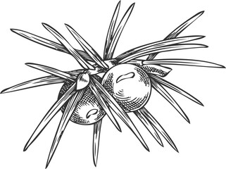 Fototapeta premium Juniper twig with berries engraved hand drawn vector illustration, coniferous botanical sketch, evergreen plant