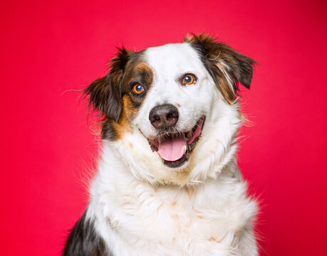 Cute dog on an isolated background studio shot