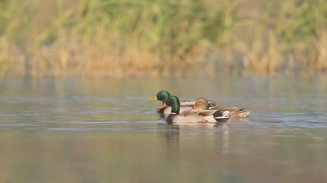 Mallard Ducks glide across the calm morning lake, their reflections shimmering under golden sunlight, capturing peace and natural balance in the wild.