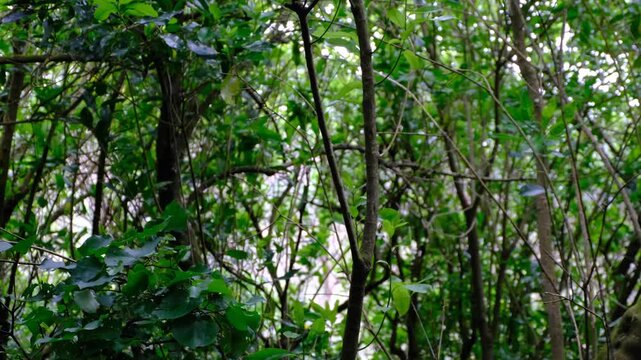 Endemic Tui bird with white neck tuft in forest tree and flying off in Wellington, New Zealand Aotearoa