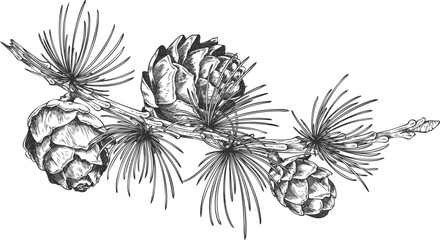 European Larch branch with cones engraved hand drawn vector illustration, conifer tree botanical sketch, Xmas decoration © sabelskaya