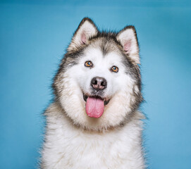 Fototapeta premium Cute dog on an isolated background studio shot