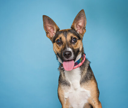 Cute dog on an isolated background studio shot