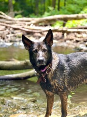 German Shepherd Portrait in woody creek