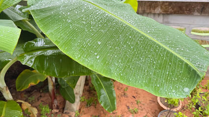 Opogona subcervinella,Banana worms
