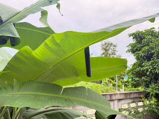 Opogona subcervinella,Banana worms