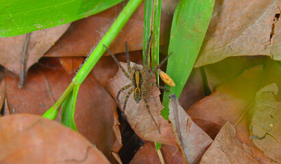 A spider on the leaf litter