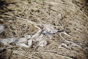 枯れた草や藁の中にいるアオイトトンボの接写ですとんぼの鮮やかな緑色の複眼が周囲の茶色い背景の中で際立っています © BRUCE