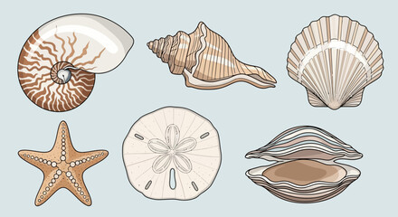 Illustration featuring various seashells and a starfish, showcasing marine life and coastal elements. © emiloo