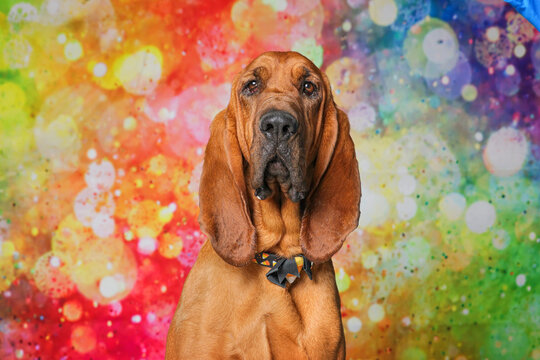 Cute dog on an isolated background studio shot