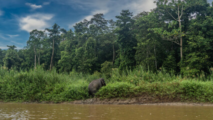 The pygmy elephant gets out of the river. The animal climbs along the clay shore. Lush tall green grass. Rainforest trees against a background of blue sky, clouds. Malaysia. Borneo. Kinabatangan River