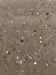 Closeup of scattered seashells on dark sand by ocean shore
