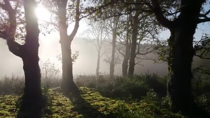 Silhouetted trees in misty forest with sunlit mossy ground - Powered by Adobe