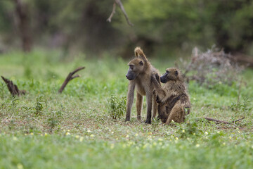 Chacma baboon, Papio ursinus, also known as the Cape baboon, grooming  at Maungubwe National Park, South Africa