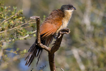 Burchell's Coucal  at Satara area, Kruger National Park, South Africa