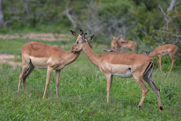 Female impala displaying friendship at Satara area, Kruger National Park, South Africa