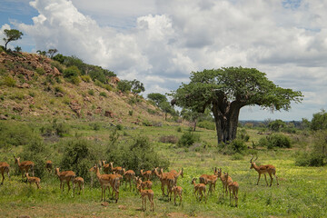 Scene with hillside, impala, and baobab tree at Mapungubwe National Park, South Africa.