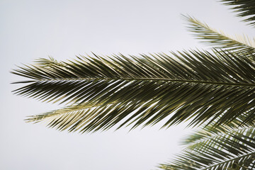 Fototapeta premium Date Palm Leaves and Tree with Natural Tropical Pattern and Soft Sky Background