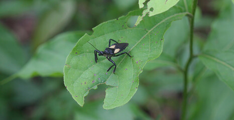 Another black bed bug