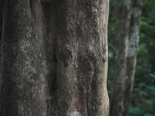 Forest tree texture for nature and environment background.  