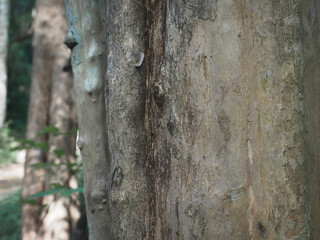 Forest tree texture for nature and environment background.  