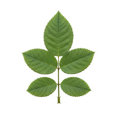Fototapeta premium Symmetrical rose plant compound leaf on transparent background