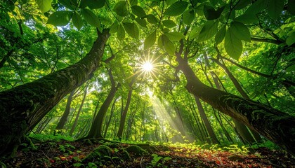 Sunbeams pierce through lush green forest canopy illuminating dense foliage and mossy ground below in a vibrant natural landscape