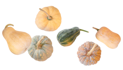 diverse assortment of raw, ripe winter squash varieties and pumpkins including ribbed, butternut, and round shapes isolated on a transparent background photograph.