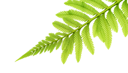 fern leaf with fine feather pattern, delicate green texture, natural botanical detail, elegant minimal style, isolated transparent background.
