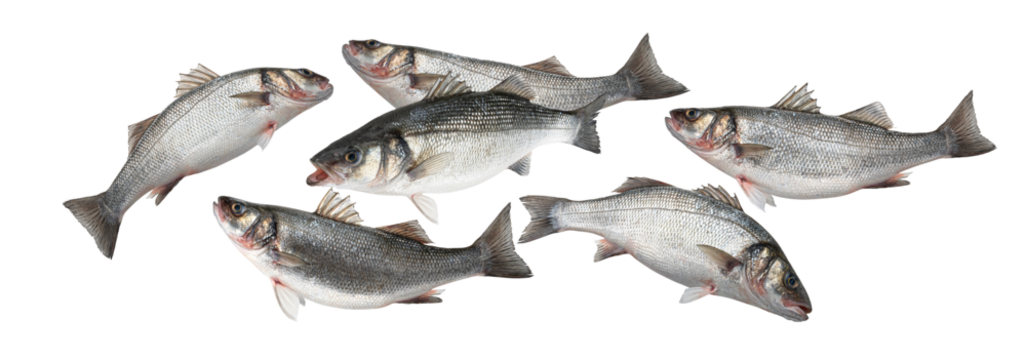 arrangement of fresh whole european sea bass fish, displaying clean silver scales and robust texture, isolated group photograph on black.