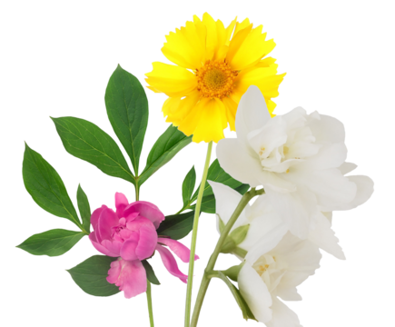 realistic photograph of a vibrant summer bouquet featuring a bright yellow coreopsis, creamy white mock orange, and a deep pink peony bloom isolated on a pure transparent background.