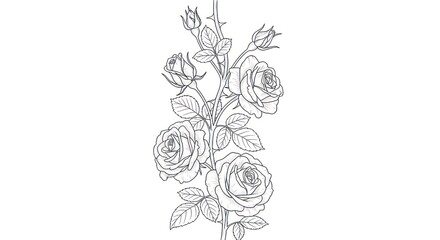 Elegant rose floral line art illustration for design and decoration