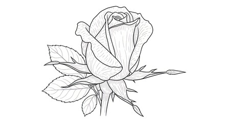 Elegant rose illustration in black and white against a simple background