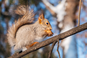 The squirrel with nut sits on tree in the winter or late autumn