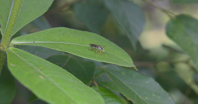 A horned fly, in the humid tropics