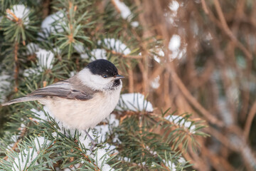 Obraz premium Cute bird the willow tit, song bird sitting on the fir branch with snow in winter