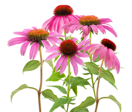 realistic photograph of five tall pink coneflowers (echinacea purpurea) with stems and leaves, standing upright and isolated on a solid transparent background.