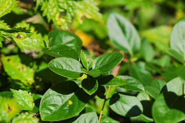 Lonicera praeflorens, an early blooming honeysuckle with soft pink flowers, native to Korean mountain forests. Photographed in Korea.