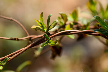 Lonicera praeflorens, an early blooming honeysuckle with soft pink flowers, native to Korean mountain forests. Photographed in Korea.