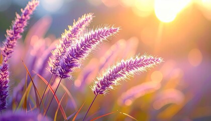 Close up of purple ornamental grass plumes catching golden hour sunlight with soft bokeh background in a field