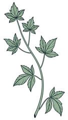 A botanical illustration of a single green vine with several palmate leaves, isolated on a white background.