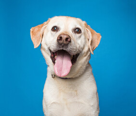 Cute dog on an isolated background studio shot