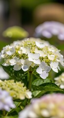 Hydrangea blooms flourish in a lush garden